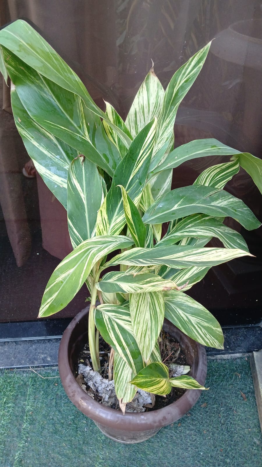 PLANTA NATURAL